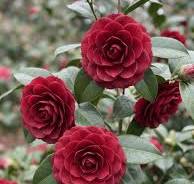 Camellia, Black Tie #3