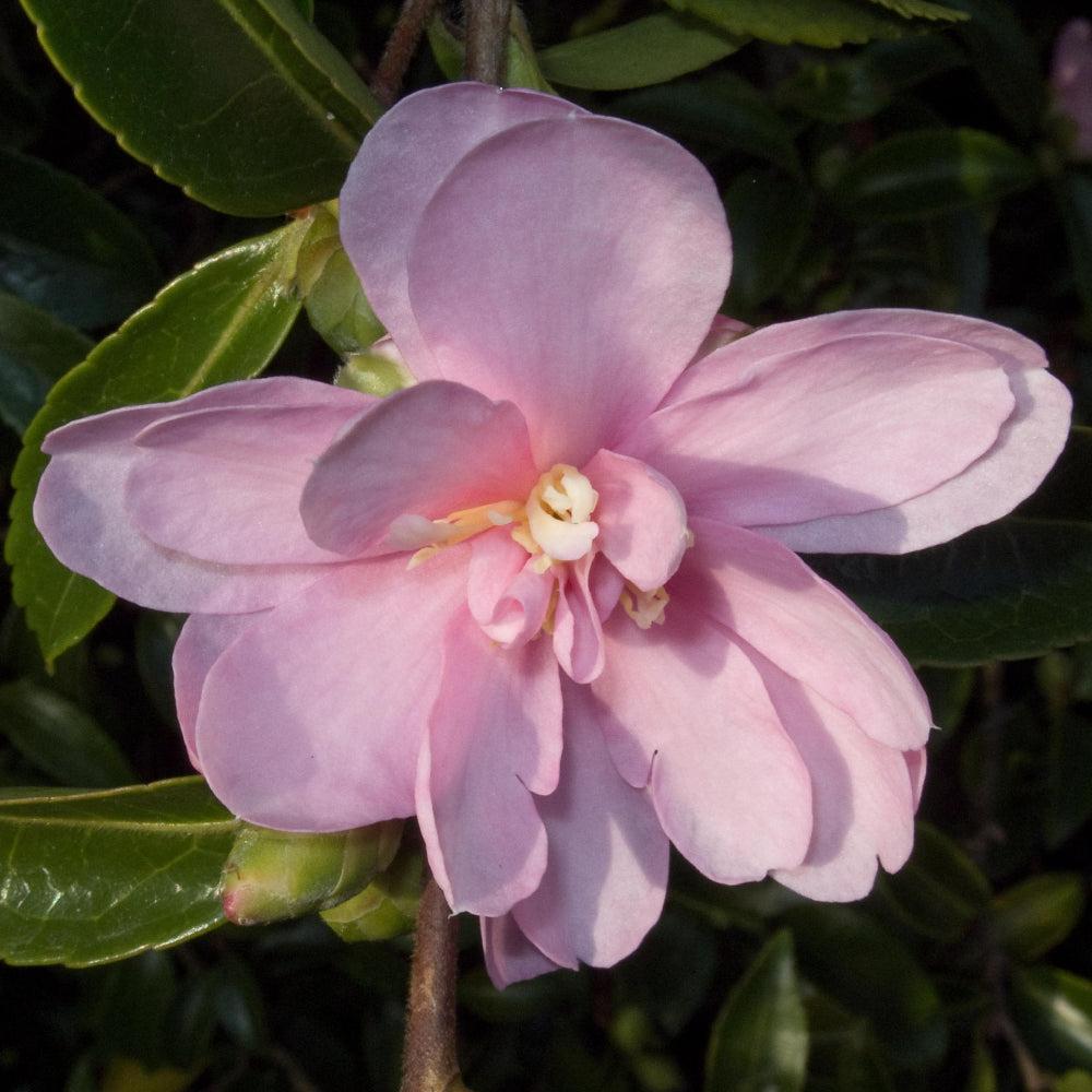 Camellia, Apple Blossom #5