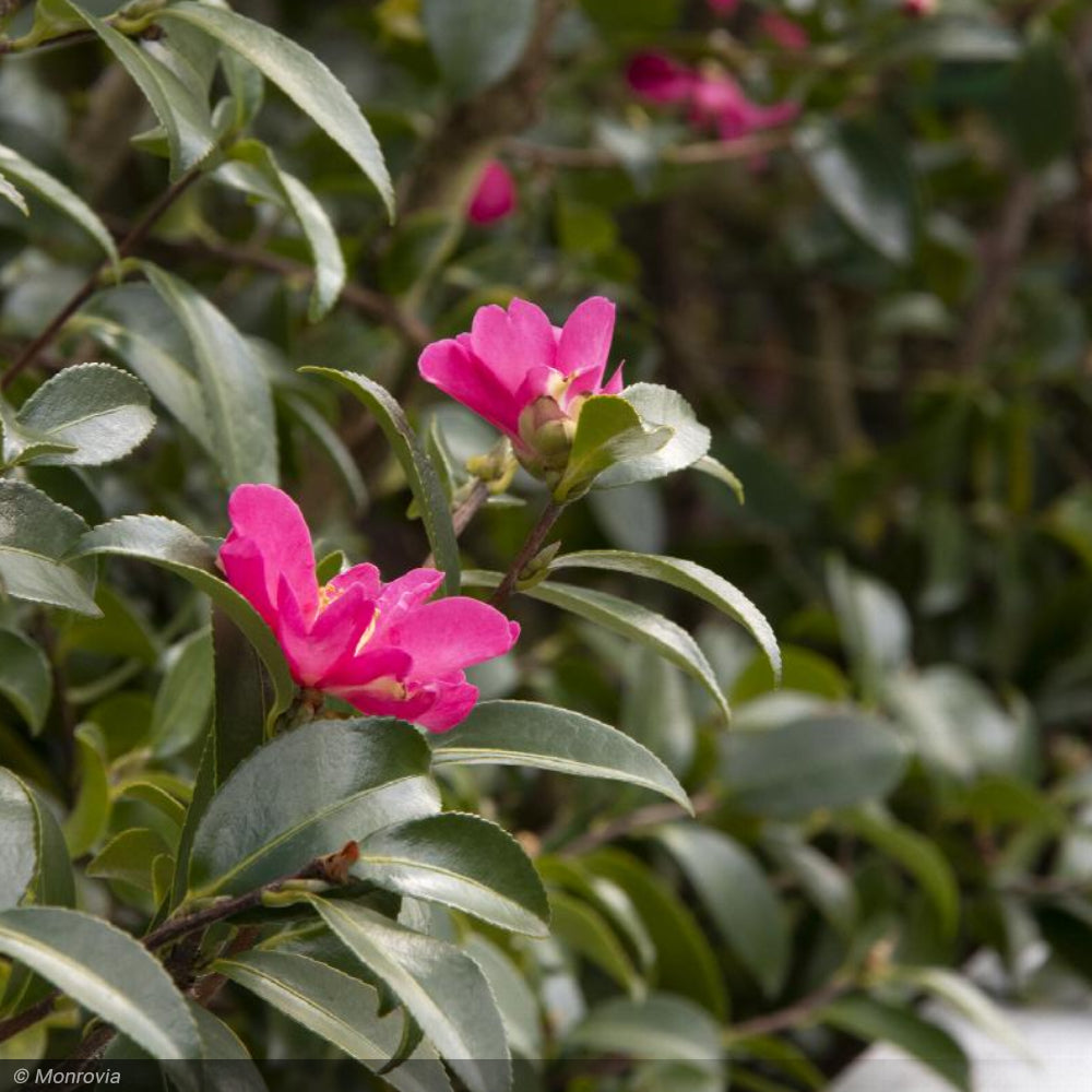 pois ポワ　メローキャミ　ピンク　mellow cami Buy Camellia japonica 'Autumn Mist' Pink Flowering Camellia