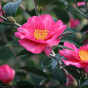 Camellia, Kanjiro #5