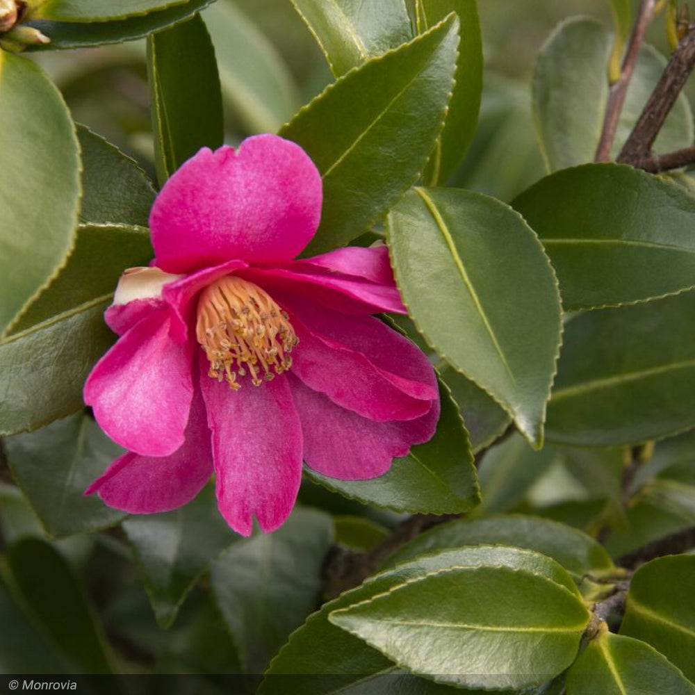 Camellia, Kanjiro #7