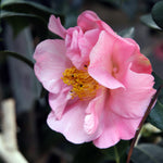 Load image into Gallery viewer, Camellia, Pink Icicle #7