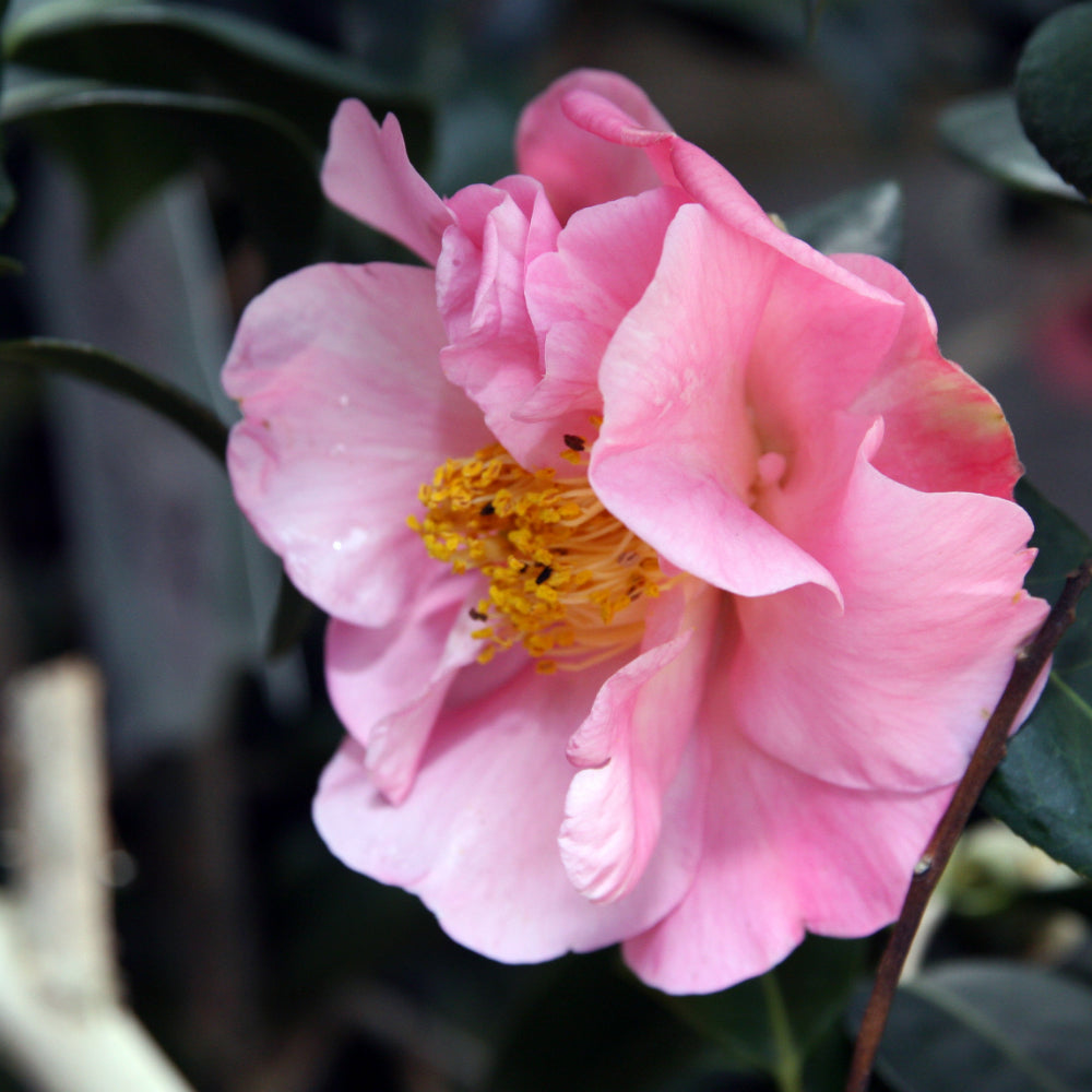 Camellia, Pink Icicle #7