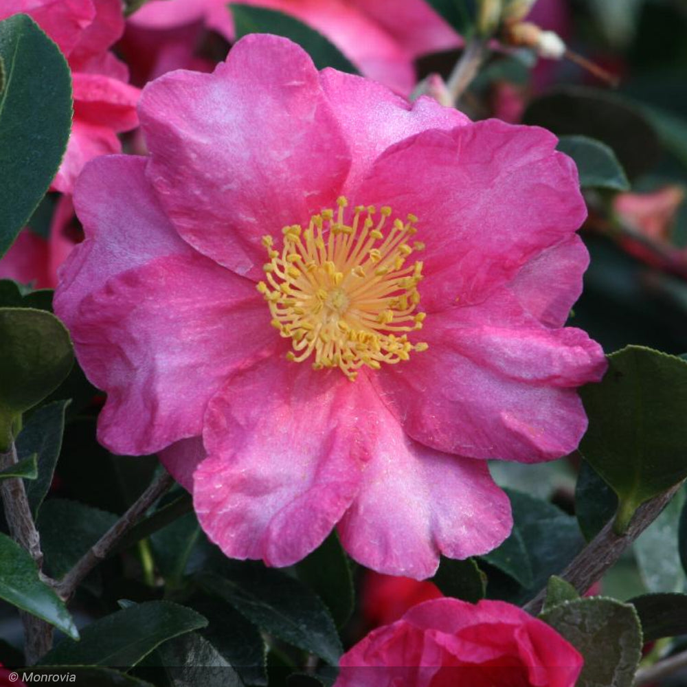 Camellia, Shishi Gashira #3
