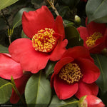 Load image into Gallery viewer, Camellia, Ice Angels Spring&#39;s Promise #5
