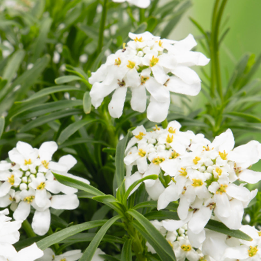 Candytuft, Snow Flurries Qt