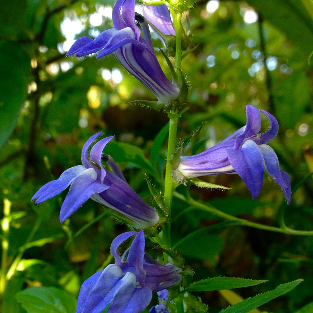 Cardinal Flower, Blue #1