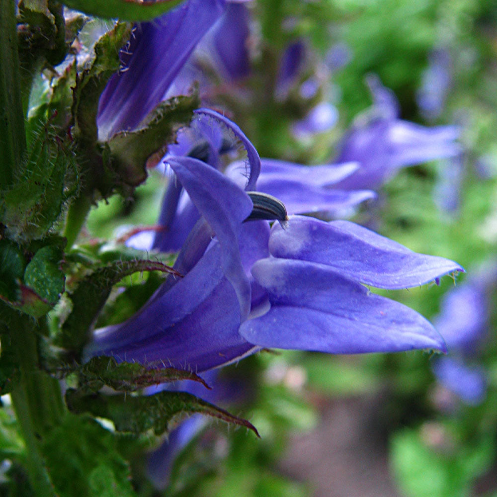 Cardinal Flower, Blue #1