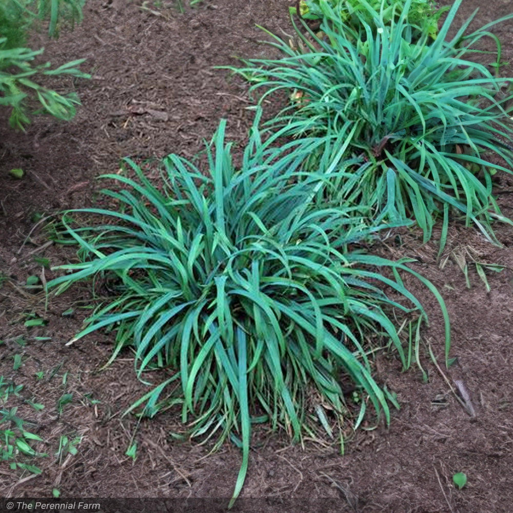 Carex Grass, Bunny Blue #1 – Greenwood Creek Nursery