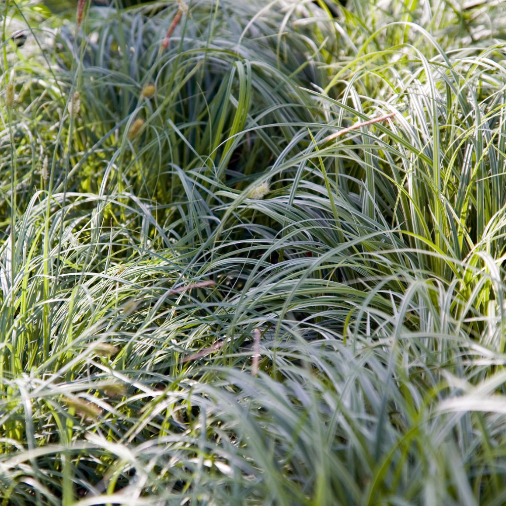 Carex Grass, Everest #1