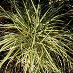 Load image into Gallery viewer, Carex Grass, Evergold #1