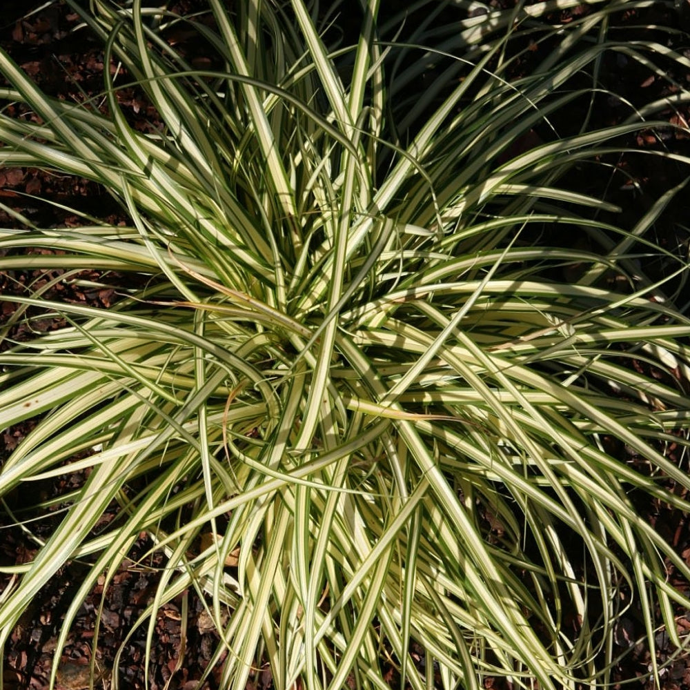 Carex Grass, Evergold #1