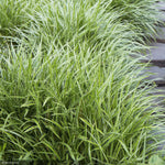 Load image into Gallery viewer, Carex Grass, Ice Dance #1
