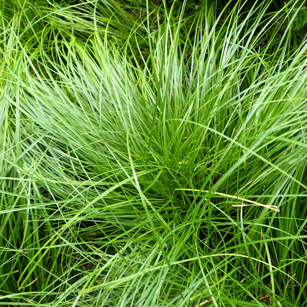 Carex Grass, Pensylvanica 1 Greenwood Creek Nursery