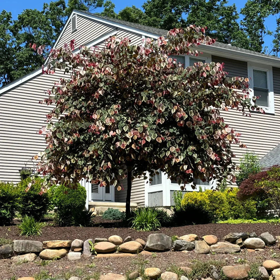 Eastern Redbud, Carolina Sweetheart #10