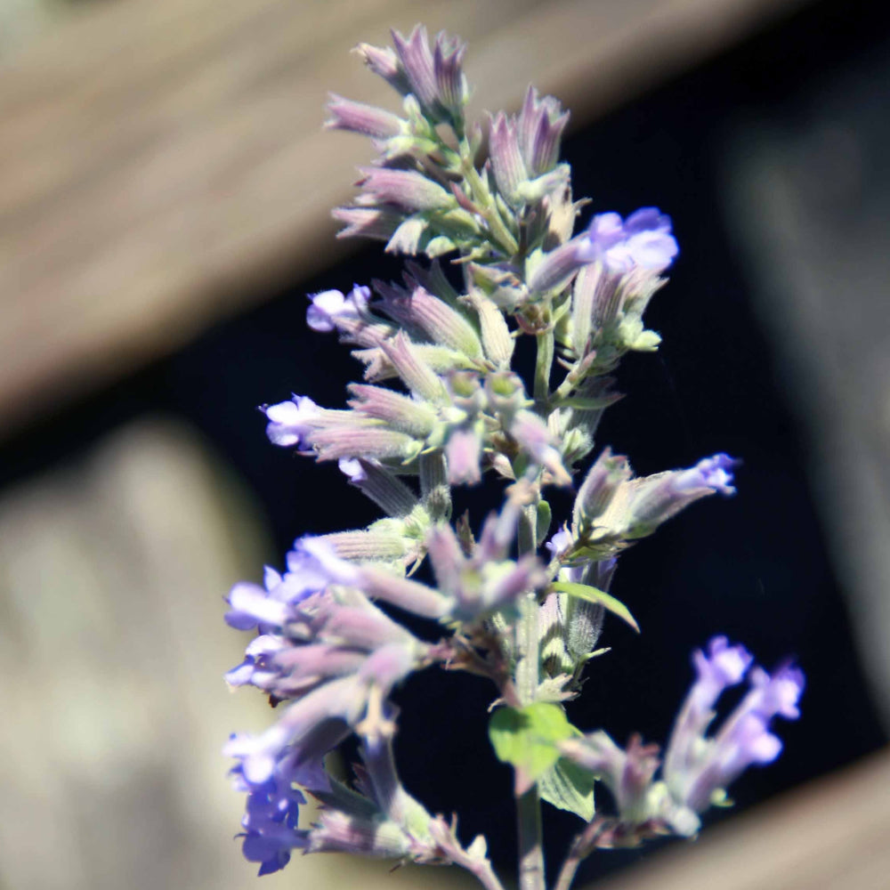 Catmint, Blue Wonder #1