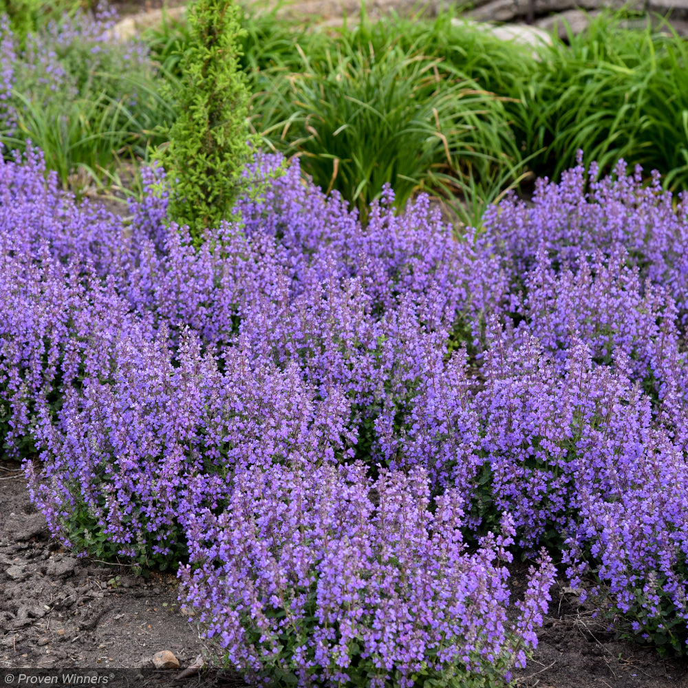 Catmint, Cat's Pajamas #1