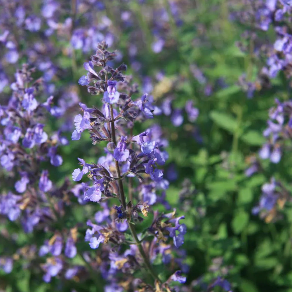 Catmint, Neptune #1