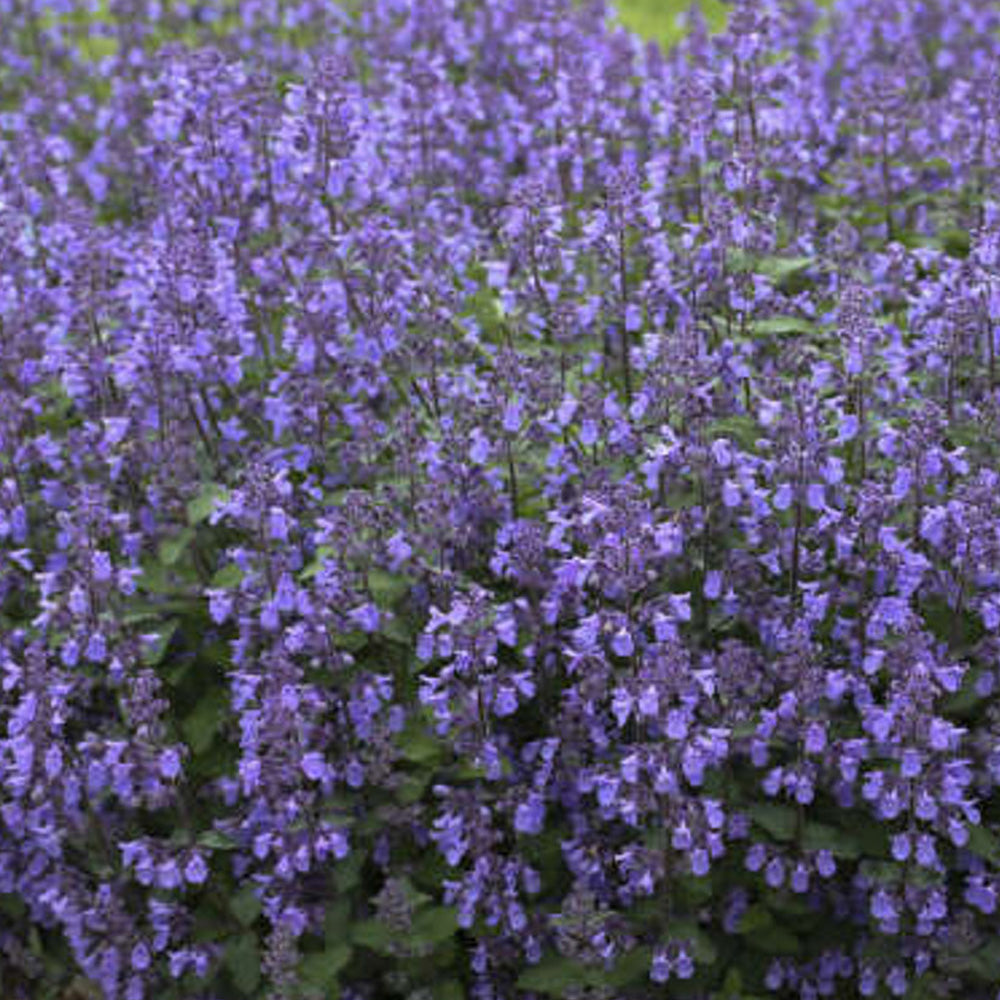 Catmint, Picture Purrfect #1