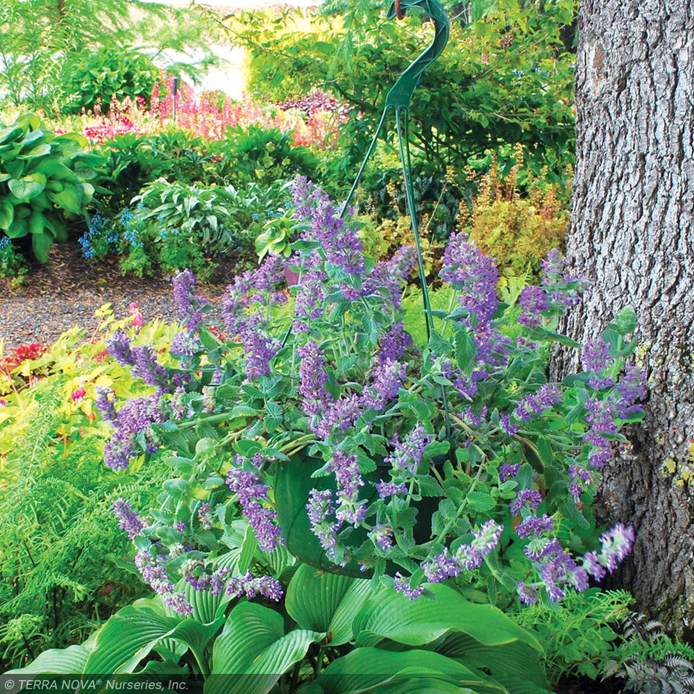 Catmint, Purple Haze #1