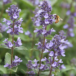 Load image into Gallery viewer, Catmint, Whispurr Blue #1
