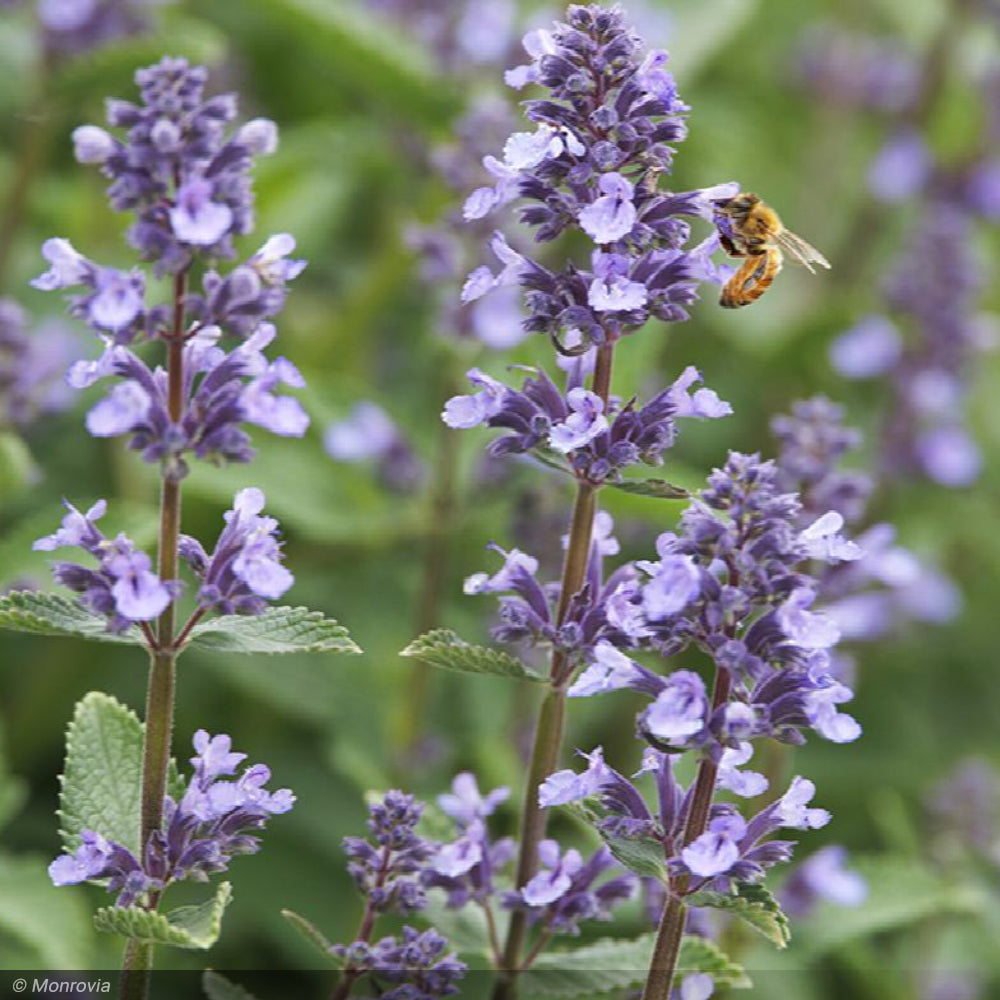 Catmint, Whispurr Blue #1