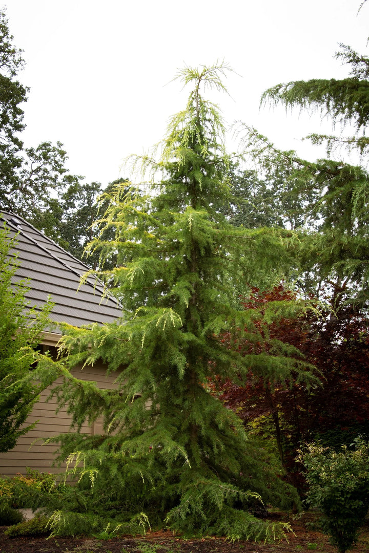 Cedar, Golden Deodara #7