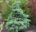 Load image into Gallery viewer, Cedar, Deodara Divinely Blue #6