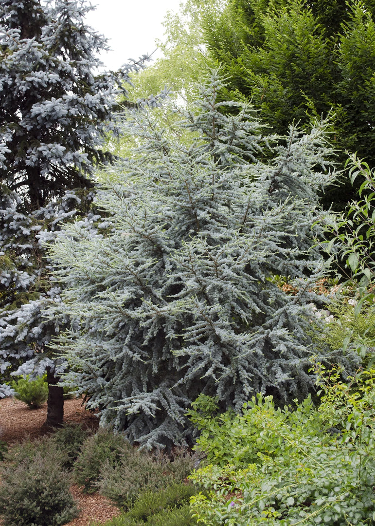 Cedar, Horstmann Blue Atlas #15