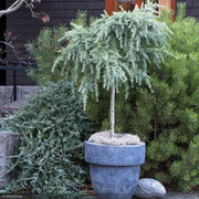 Cedar, Deodara Feelin Blue #5