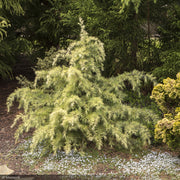 Cedar, Deodara Feeling Sunny #5