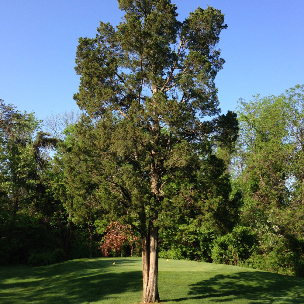 Cedar, Eastern Red #7