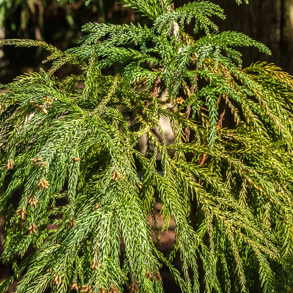 Cedar, Japanese Yoshino 12'-14' B&B