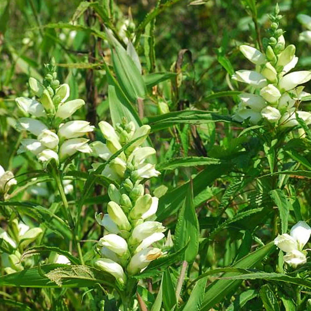 Turtlehead, Glabra #1