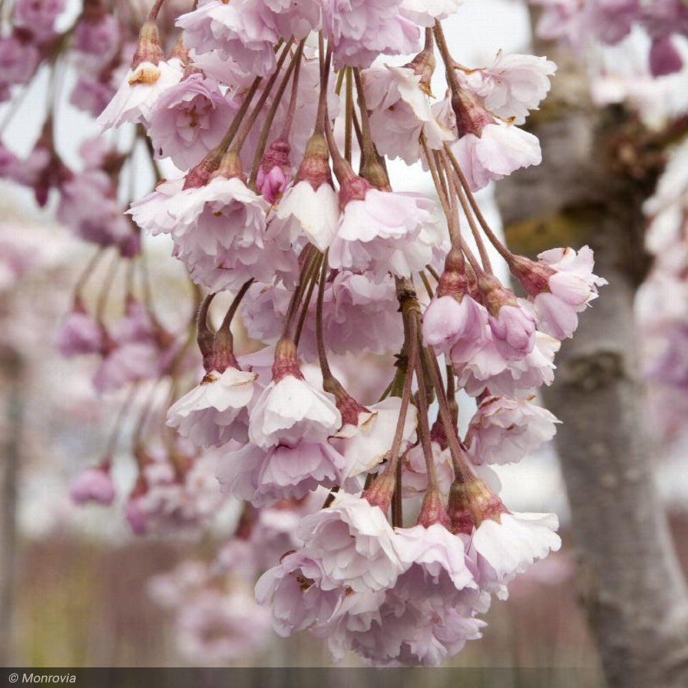 Cherry, Double Weeping Rosebud #5