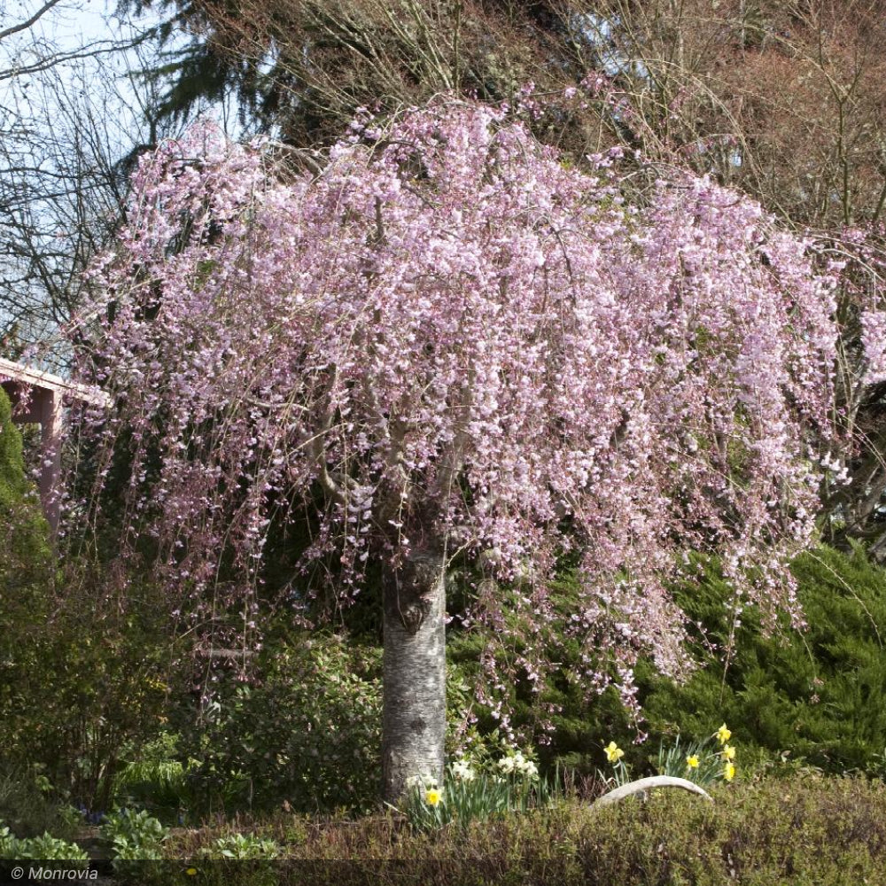 Cherry, Double Weeping Rosebud #5