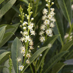 Load image into Gallery viewer, Cherry Laurel, Skip #10
