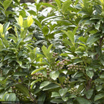 Load image into Gallery viewer, Cherry Laurel, Volcano #7
