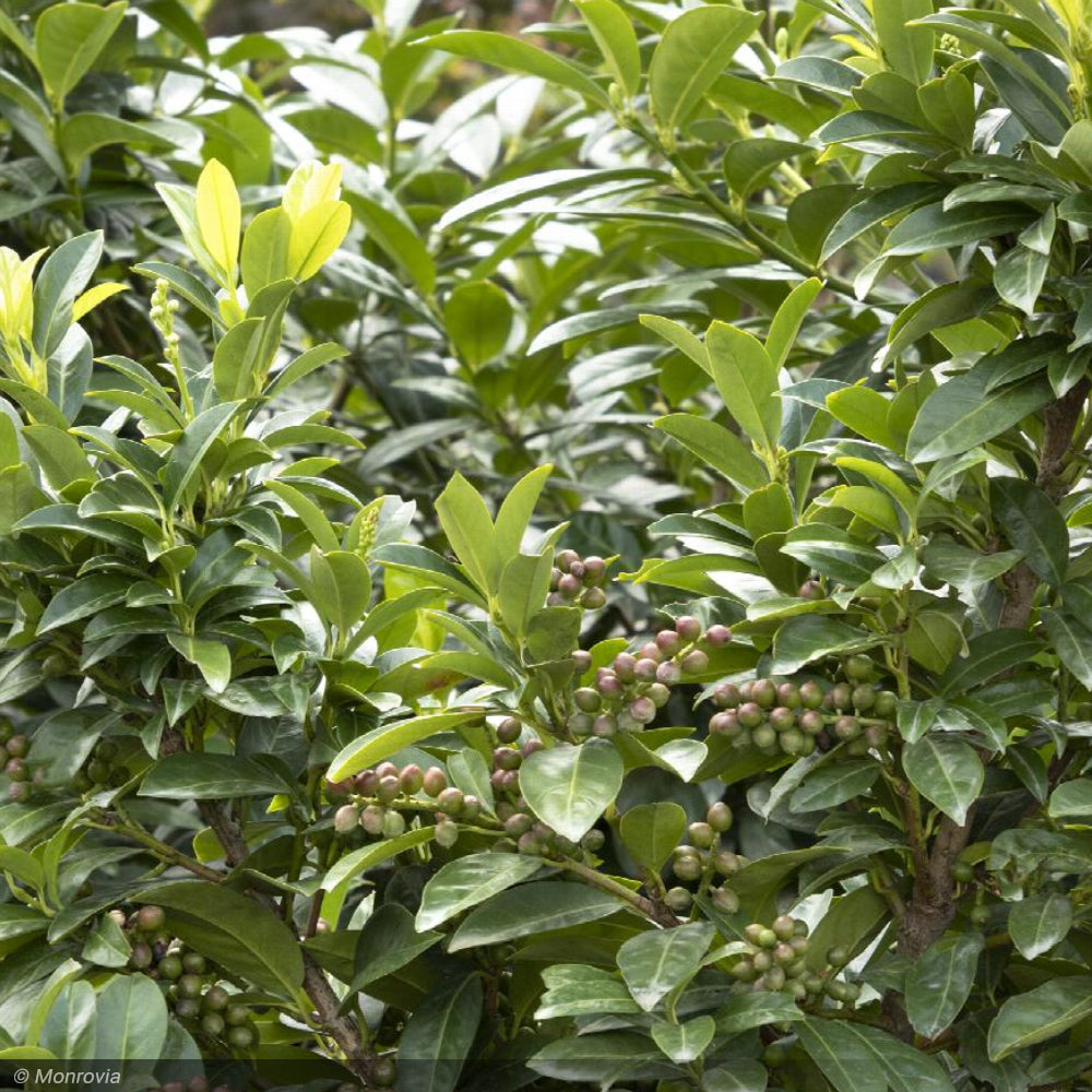 Cherry Laurel, Volcano #7