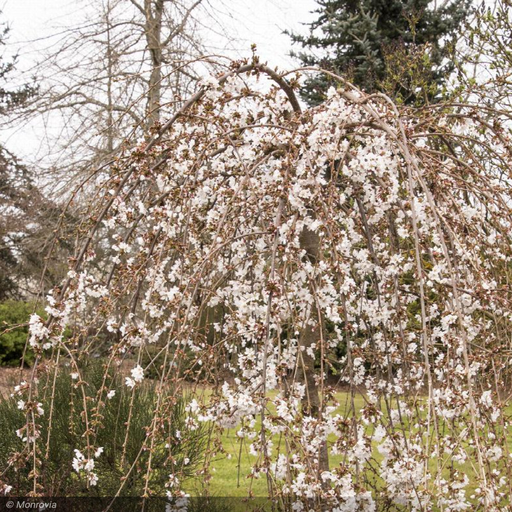 Cherry, Snow Fountains #5