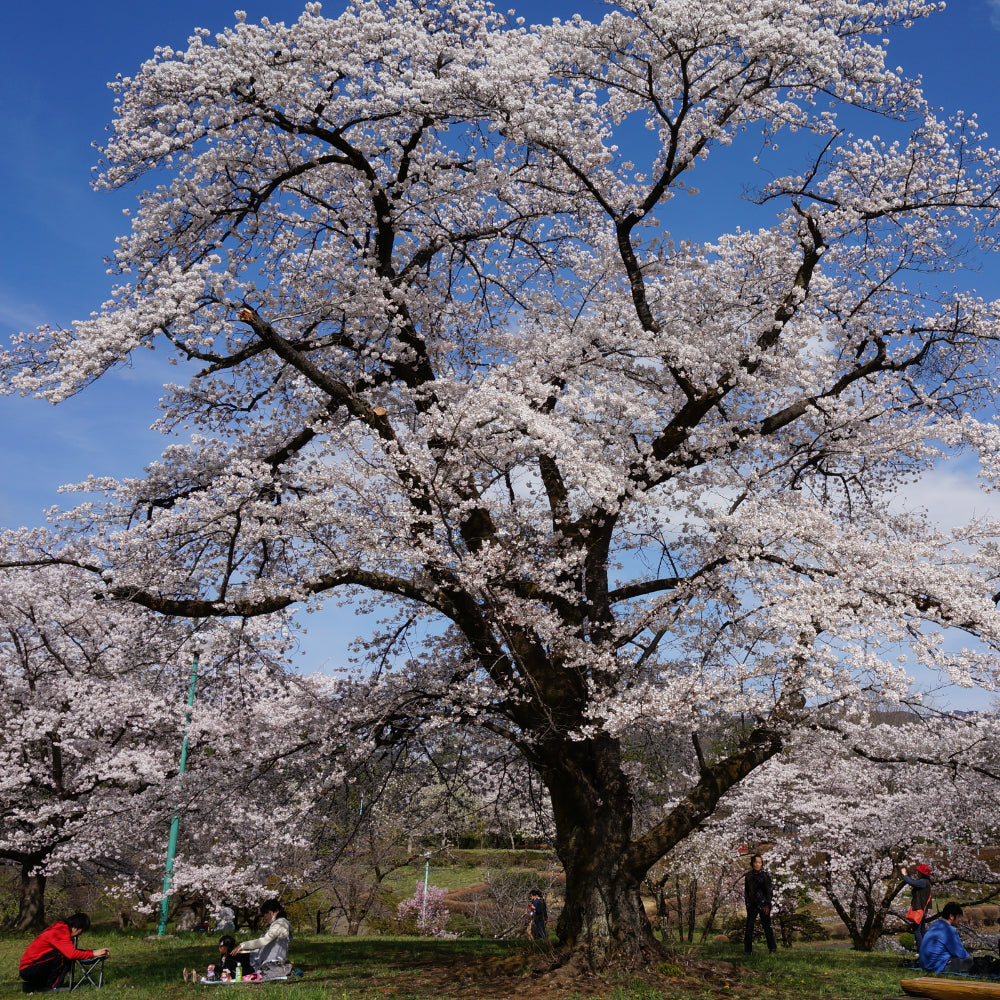 Cherry, Yoshino #25