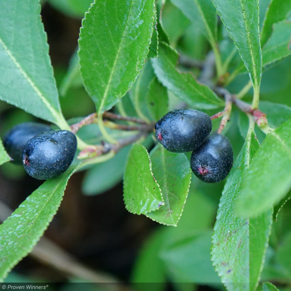 Chokeberry, Ground Hug #3