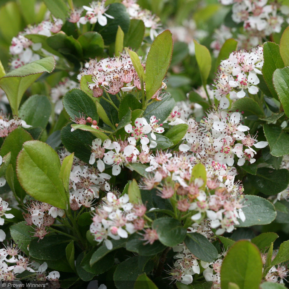 Chokeberry, Low Scape Mound #3