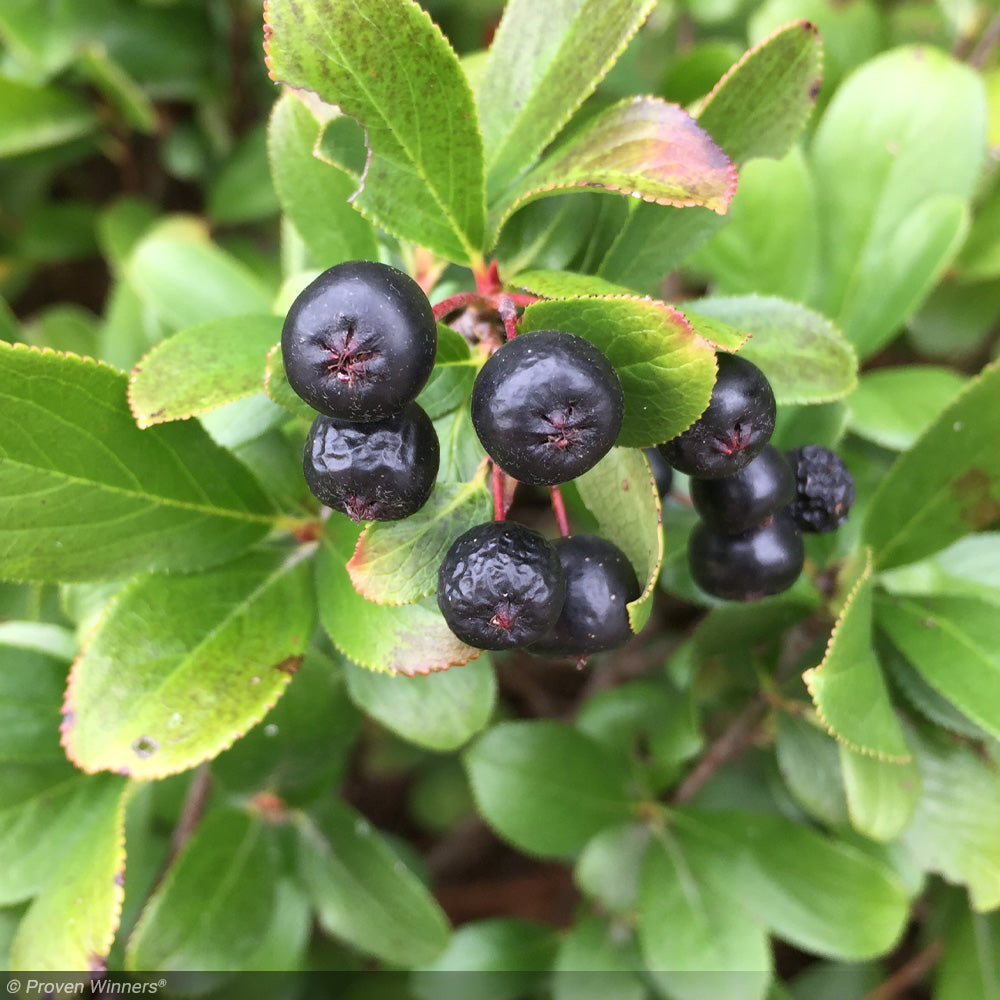 Chokeberry, Low Scape Mound #3