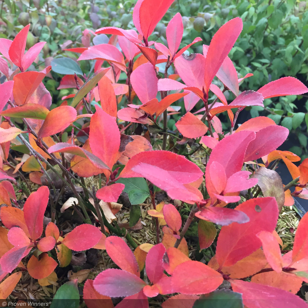 Chokeberry, Low Scape Mound #3