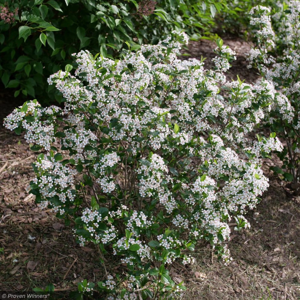 Chokeberry, Low Scape Snowfire #3