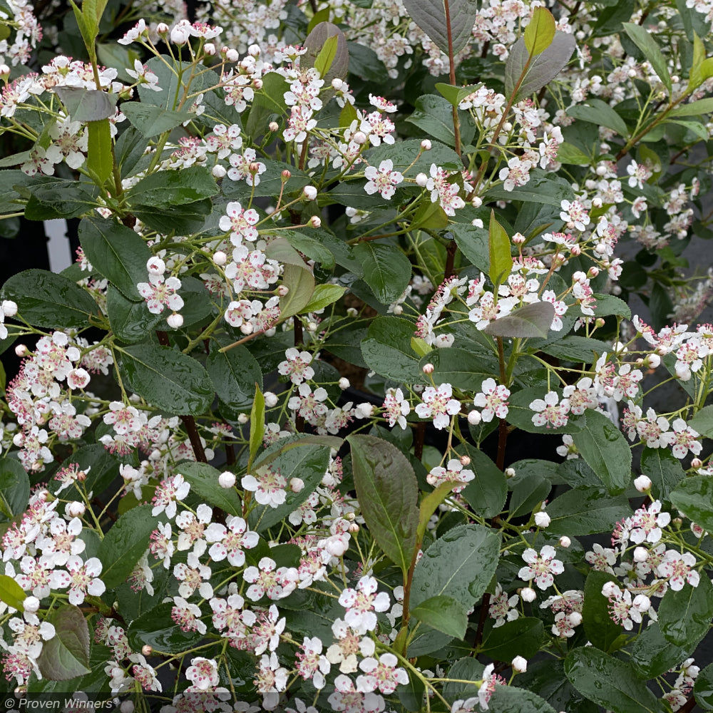 Chokeberry, Low Scape Snowfire #3