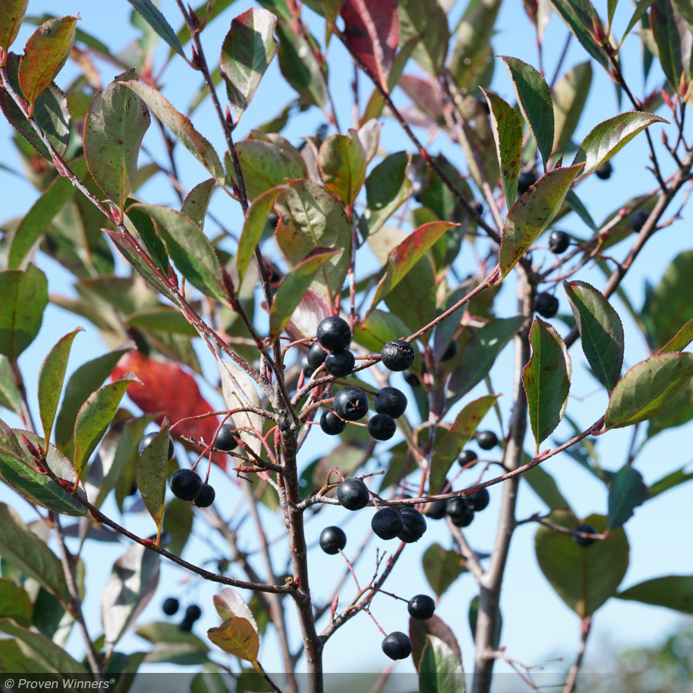 Chokeberry, Low Scape Snowfire #3