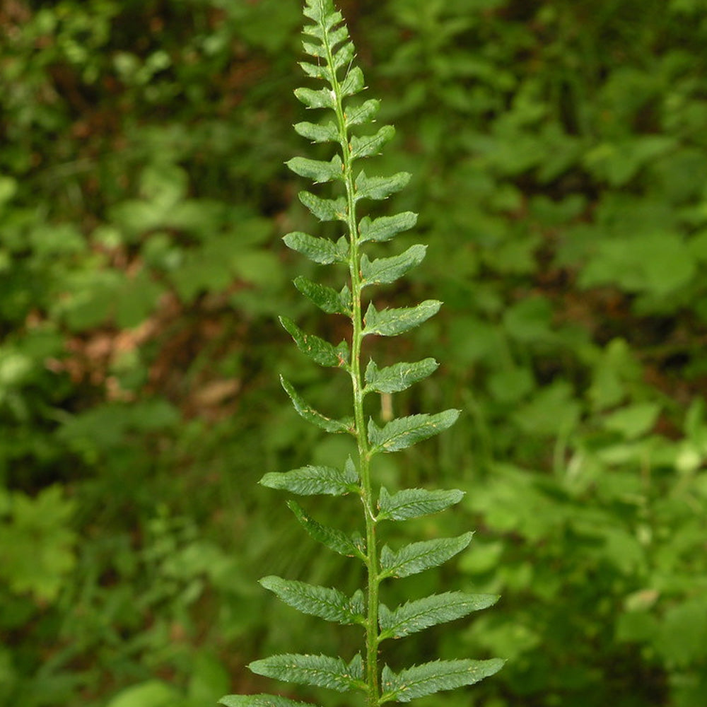 Fern, Christmas #1