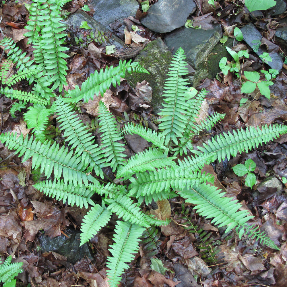 Fern, Christmas #1